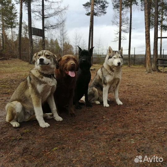 Гостиница для животных