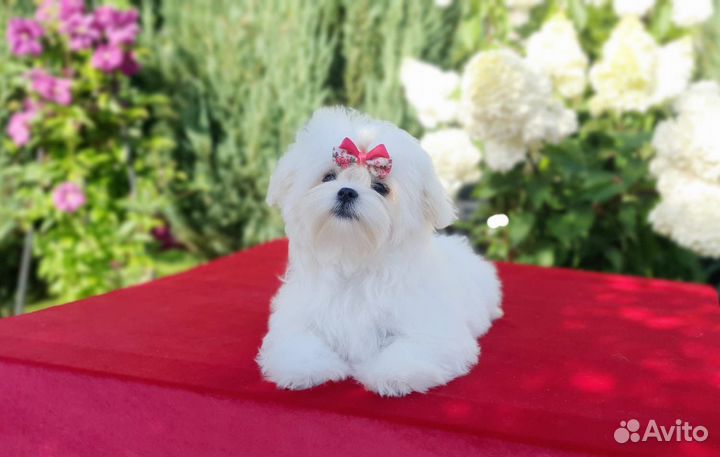 Собака для съемок в кино, рекламе, фотосессий