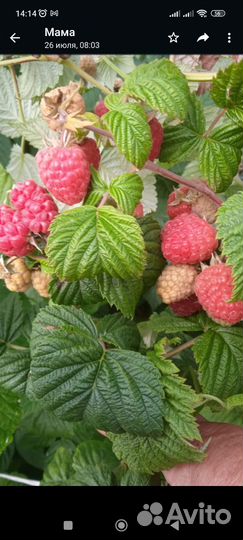 Малина разные сорта