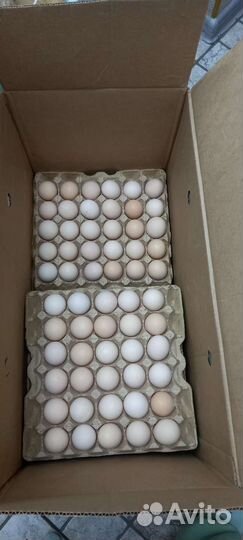 Инкубационное яйцо бройлера кобб700