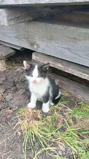 Котята мышеловы