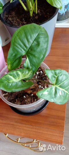 Сингониум Панда