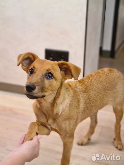 Прелестная щенок Умка 4 месяца в добрые руки