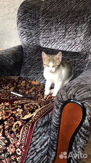 Котëнок девочка