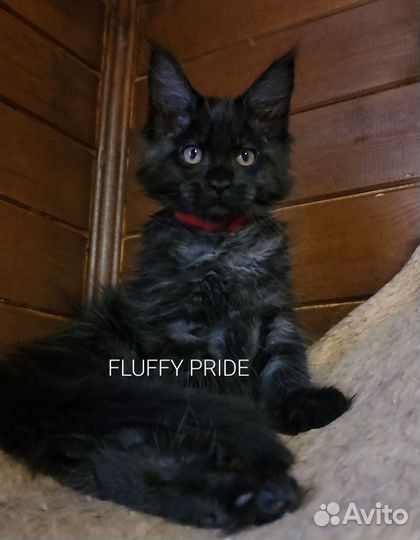 Мейн-кун котята. Питомник fluffypride