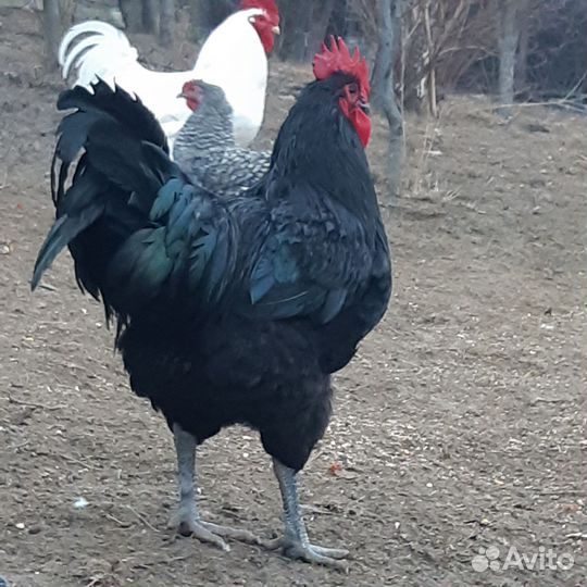 Куры петухи