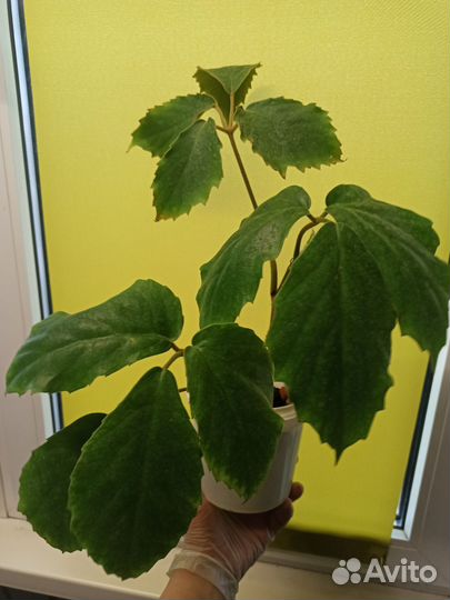 Тетрастигма вуанье