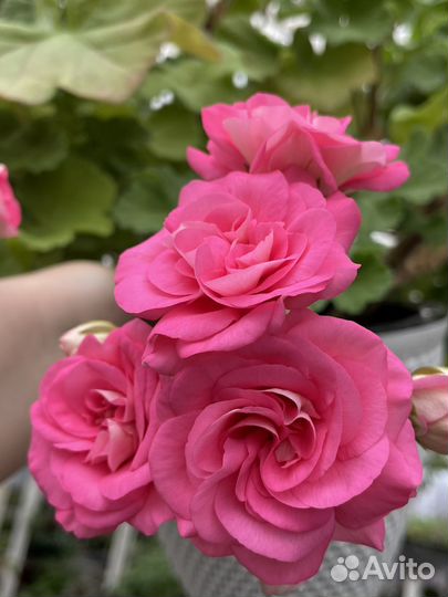 Пеларгония герань