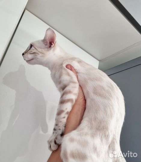 Бенгальская кошка