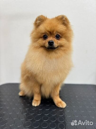 Вязка собак шпиц