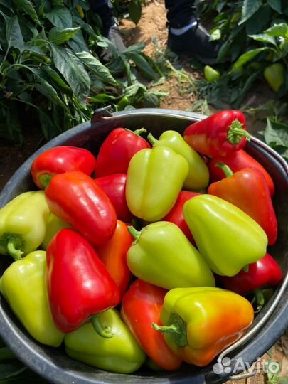 Астраханские перцы сетевое качество