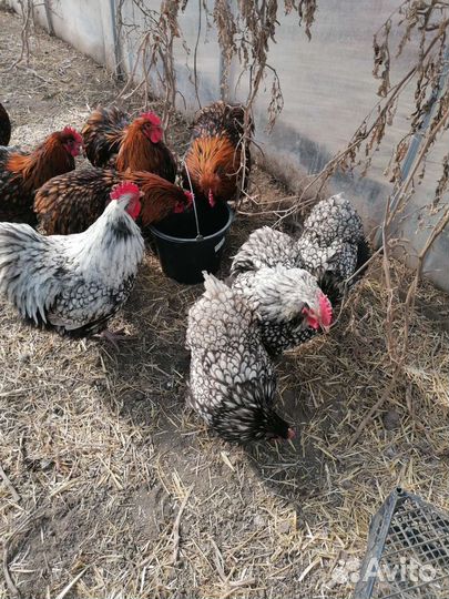 Куры орпингтон