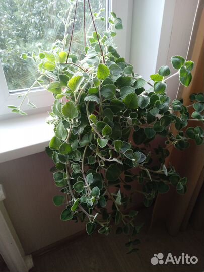 Комнатные растения