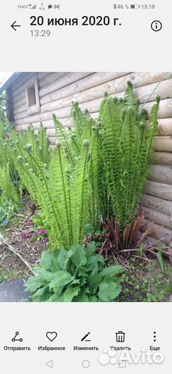 Папоротник