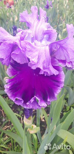 Ирис