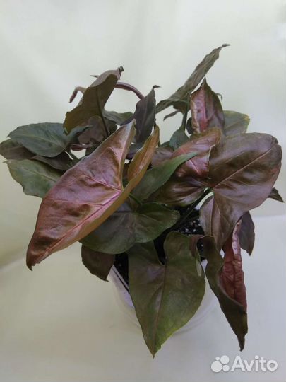 Сингониумы