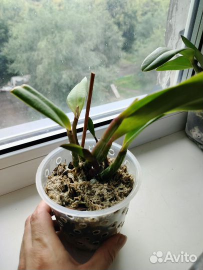 Каттлея взрослая