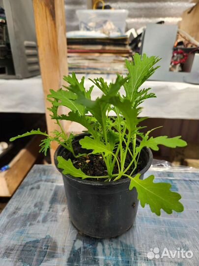 Рассада помидоры черри карлики перец