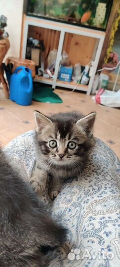 Вислоухие котята в добрые руки
