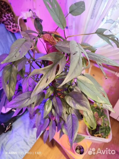 Эпипремнумы и сциндапсусы