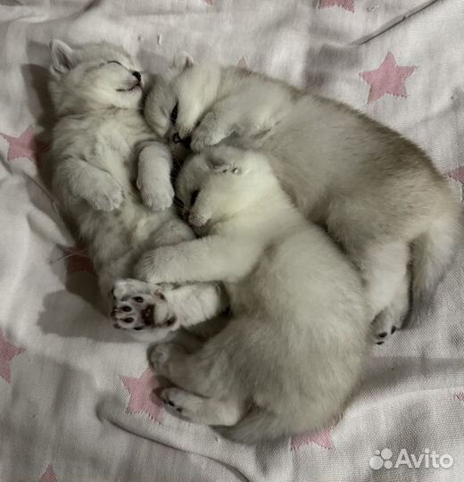 Шотландские котята