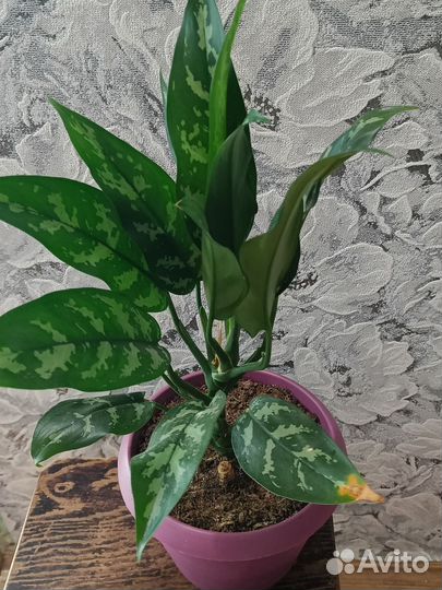 Комнатные цветы