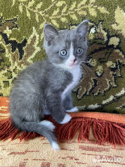 Котята бесплатно