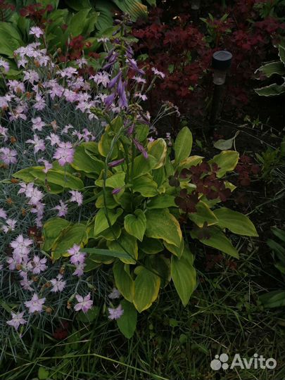 Гвоздика многолетняя