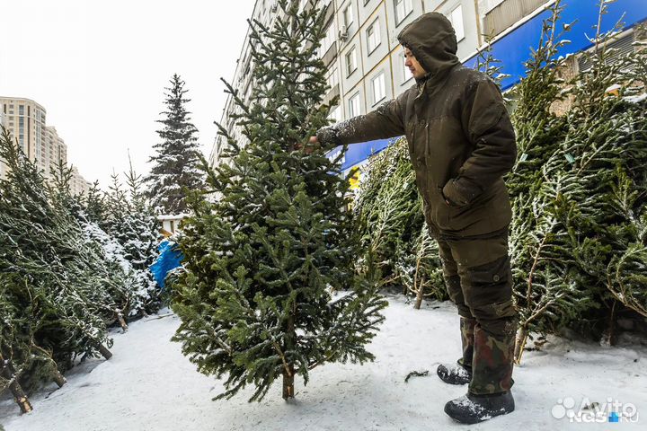 Новогодние хвойные деревья