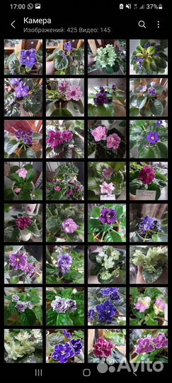 Фиалки, детки, листики и цветущие стартеры