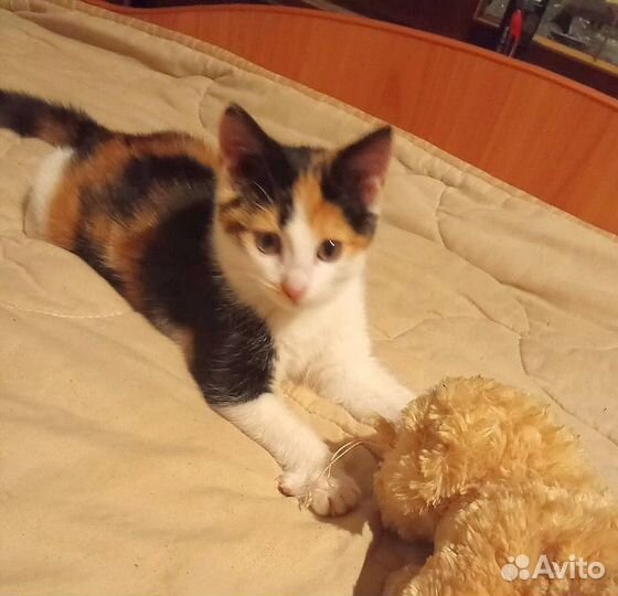 Котенок, трехцветка