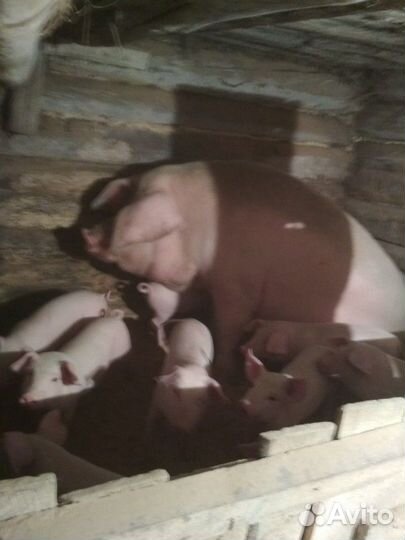 Поросята