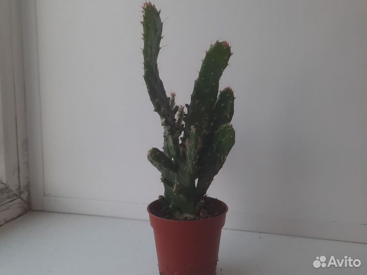 Кактус опунция в горшке