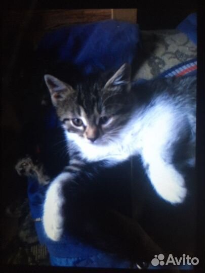 Одам котят