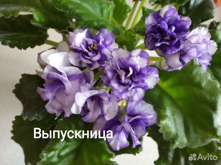 Сортовые фиалки, черенки на срез