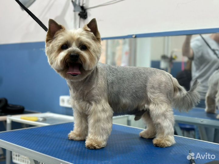 Стрижка собак груминг