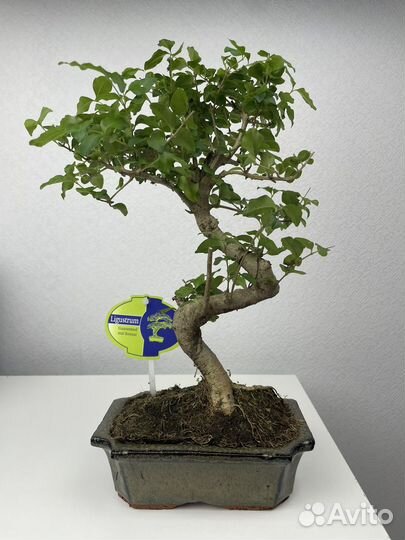 Бонсай лигуструм