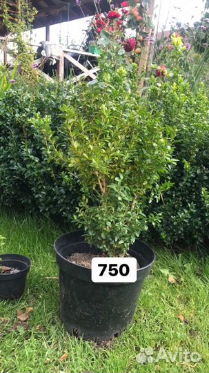 Живая изгородь, бордюр