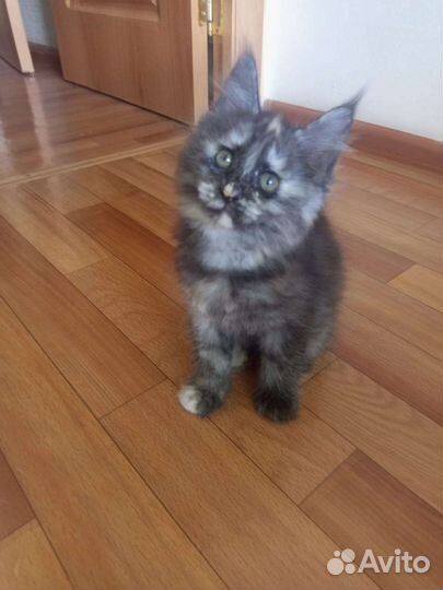 Котята мейнкуна