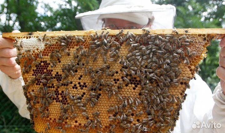 2024 Мёд натуральный с Алтая опт