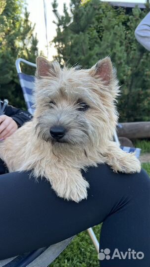 Керн терьер