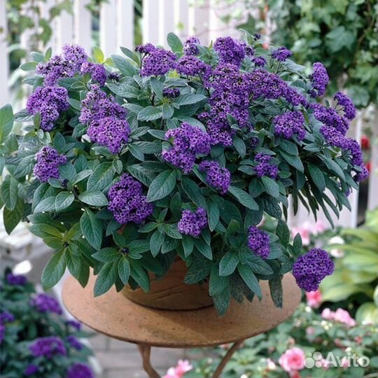 Петуния тайдал, вегетки, калибрахоа,ипомея батат