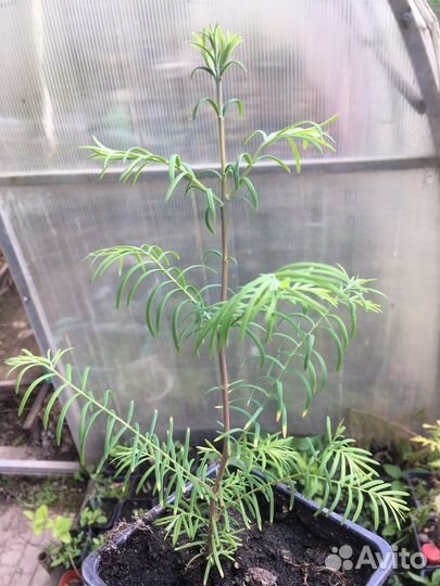 Метасеквойя