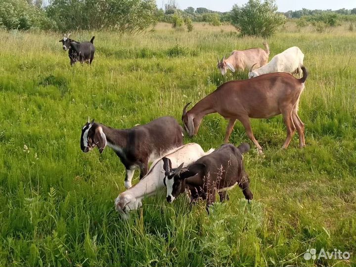 Козы дворянки и нубийские процентные
