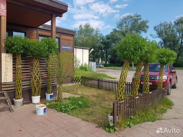 Плетеные деревья из ивы