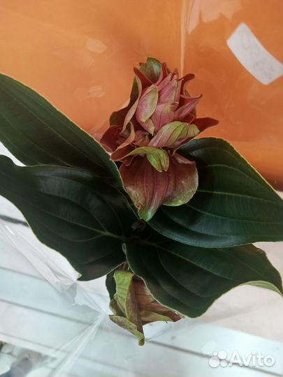 Мединилла растение