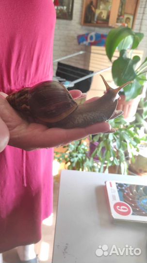 Улитки ахатины