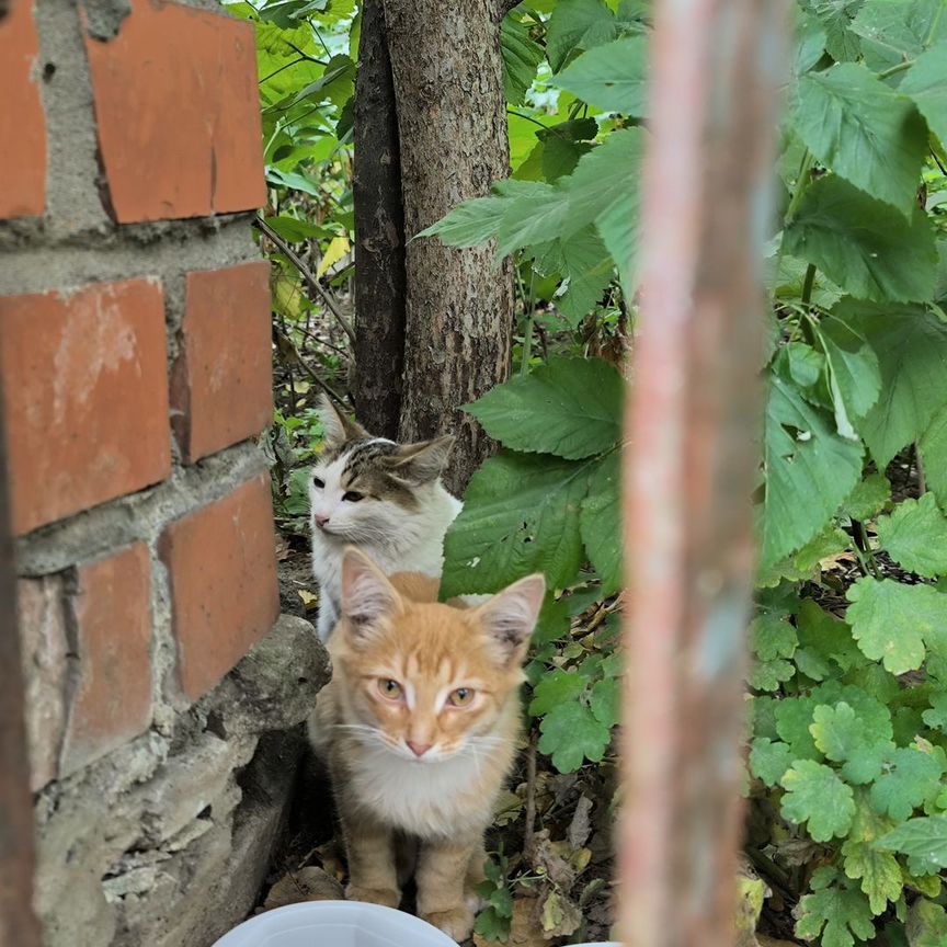 Отдам в добрые руки рыжего котенка