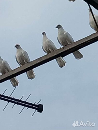 Продажа голубь гривун