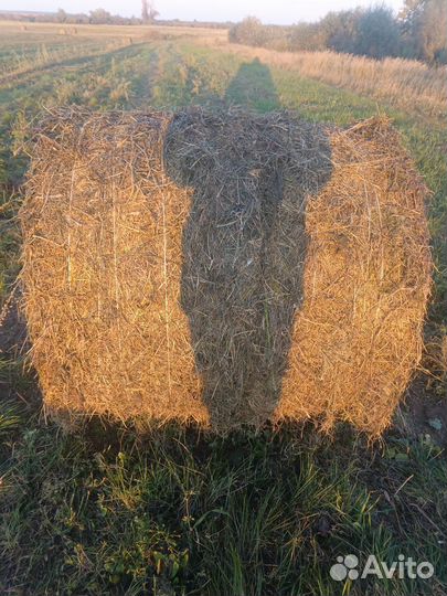 Сено в рулонах